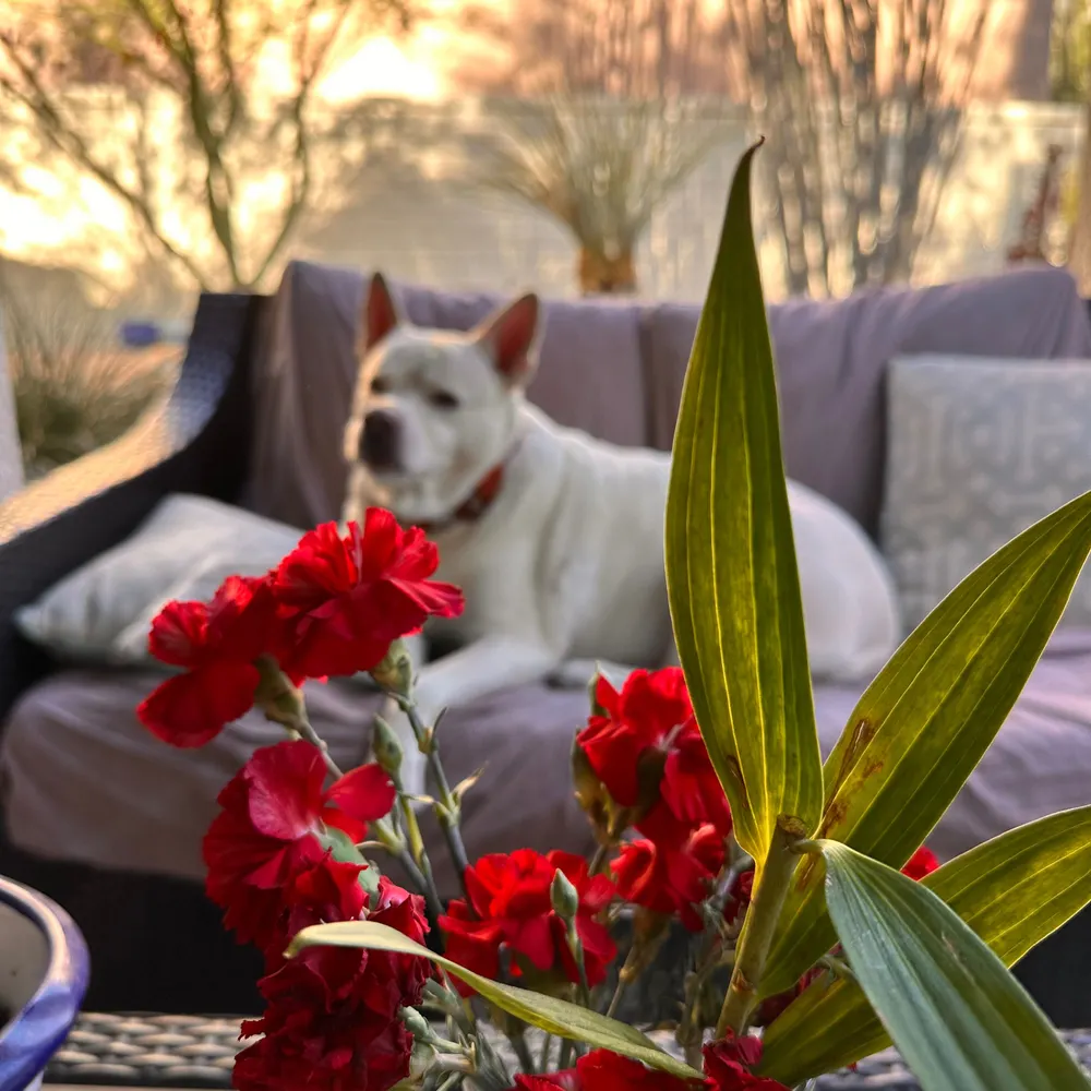 derson6.bsky.social's profile picture