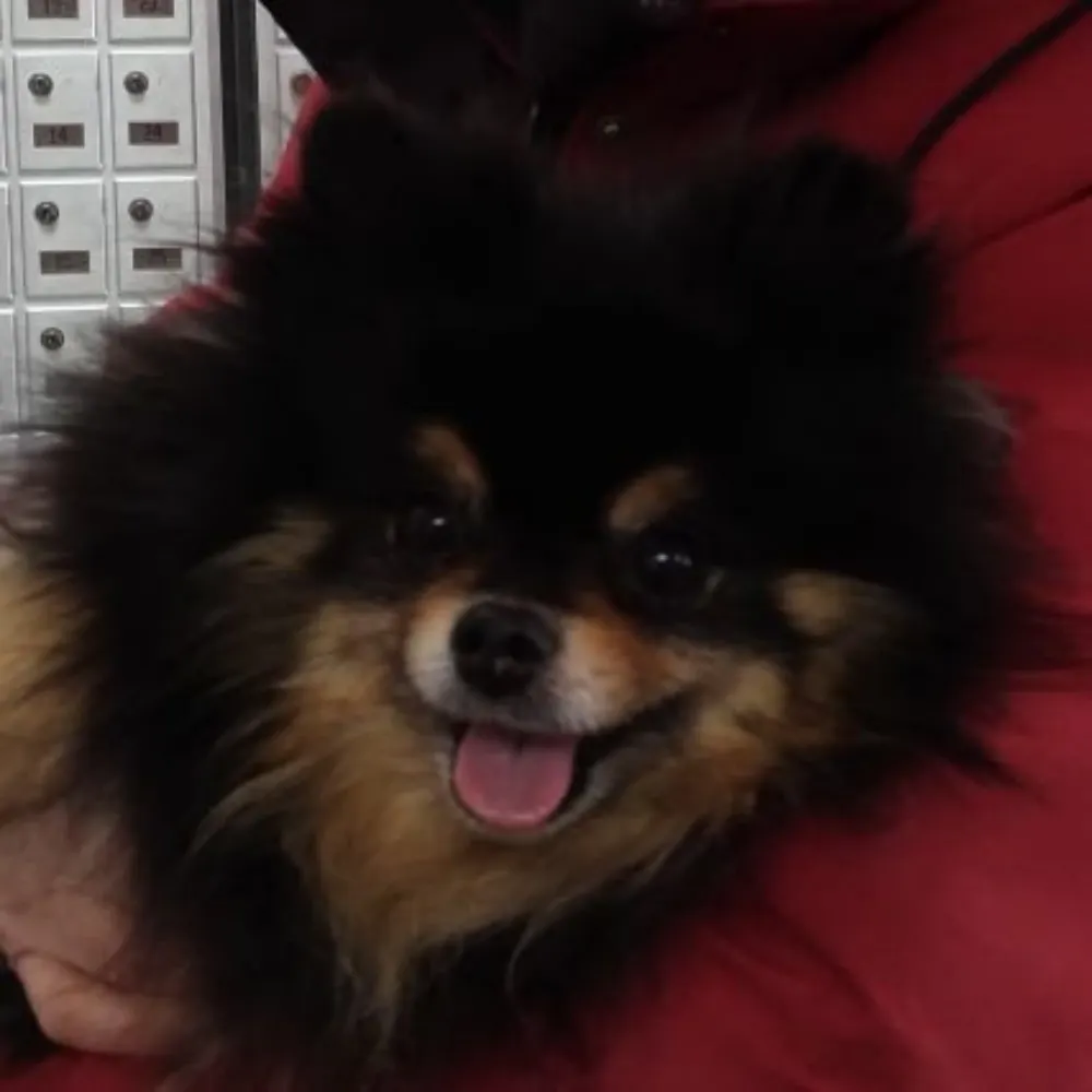 fakegreatdane.bsky.social's profile picture