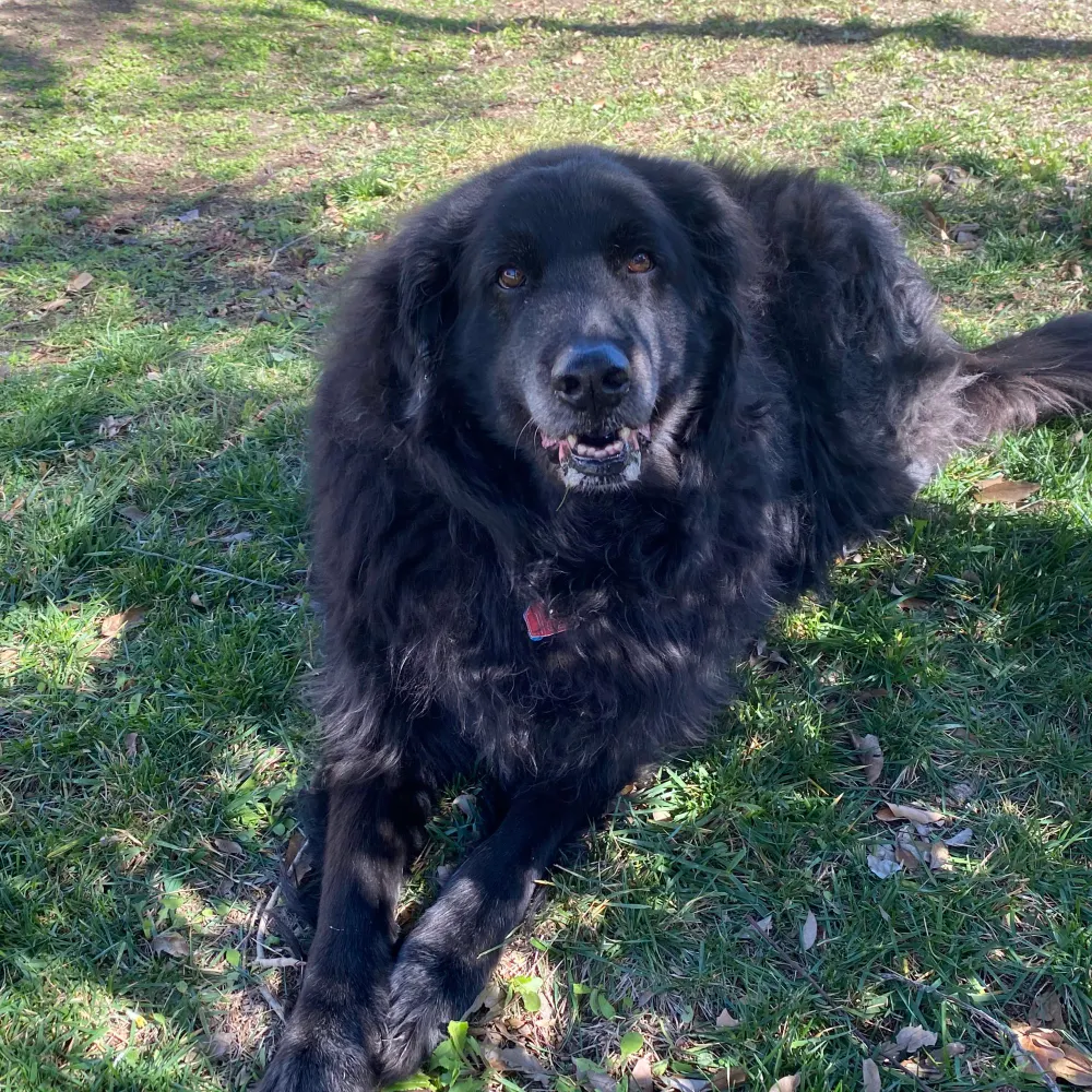 nightowl64.bsky.social's profile picture