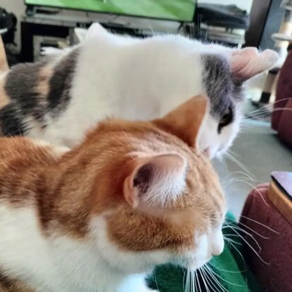 ellico2020bis.bsky.social's profile picture