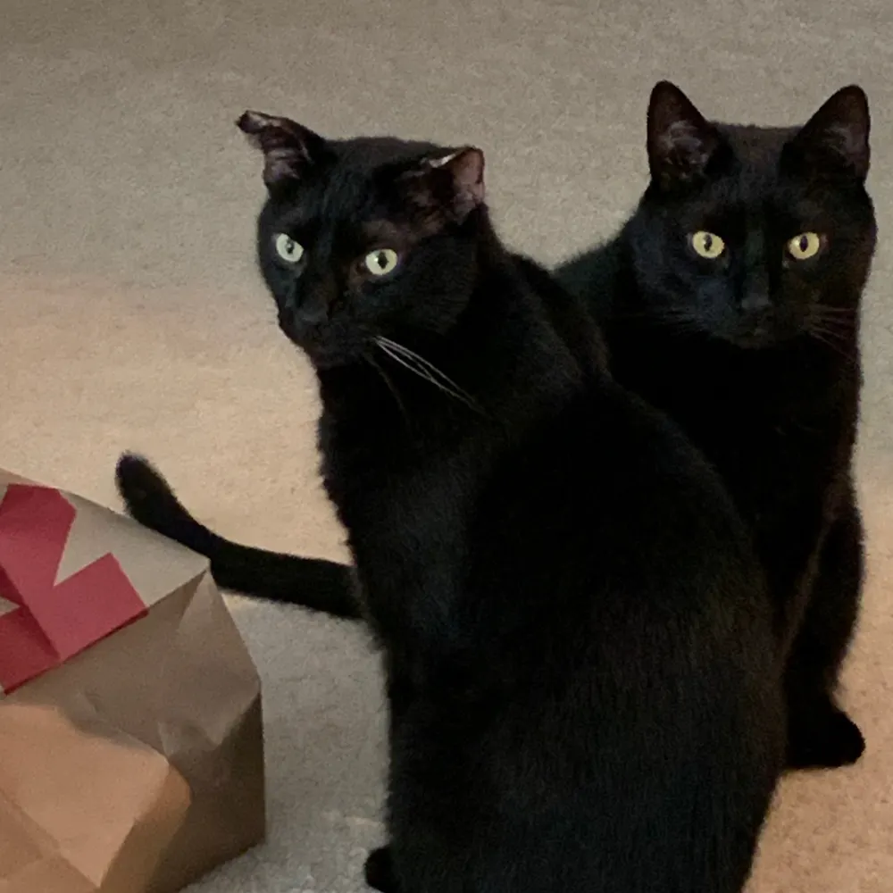 spunkybychance.bsky.social's profile picture