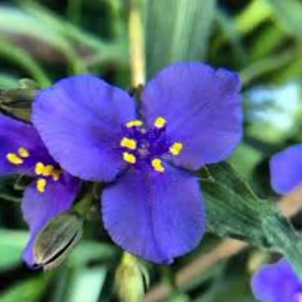 compostwitch.bsky.social's profile picture