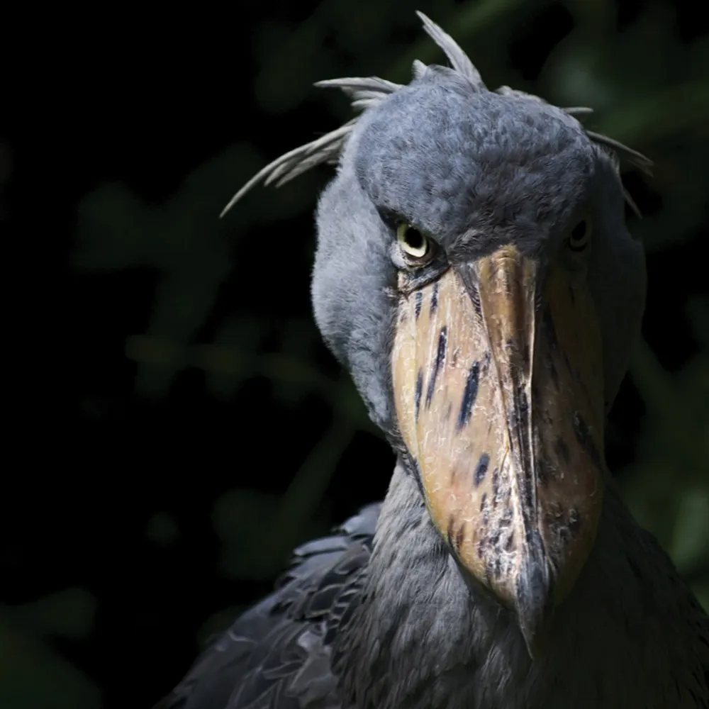 bendstowardcrab.bsky.social's profile picture