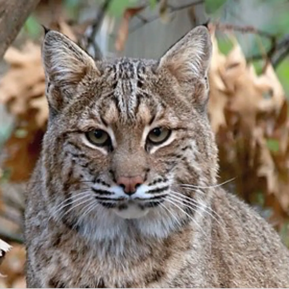 sammythecat.bsky.social's profile picture