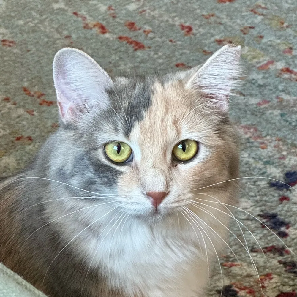 jenmadsen.bsky.social's profile picture