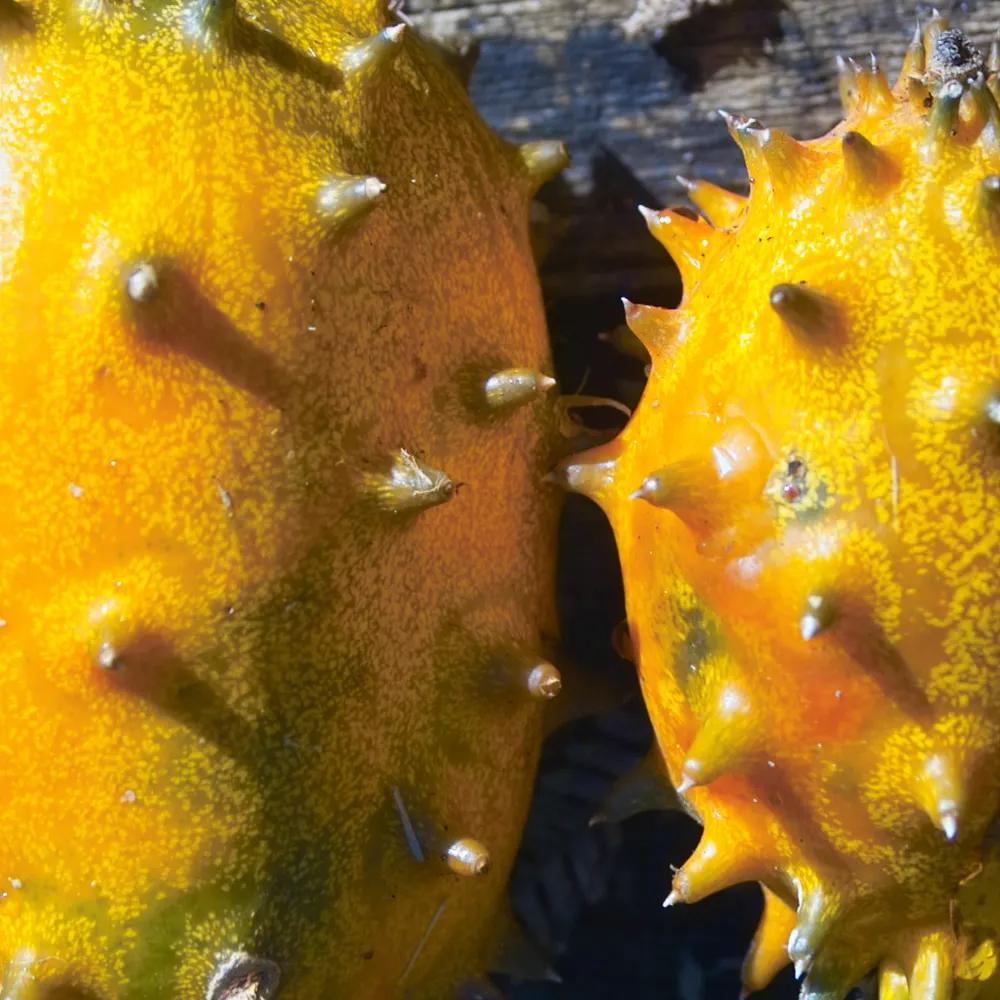 alaishana.bsky.social's profile picture