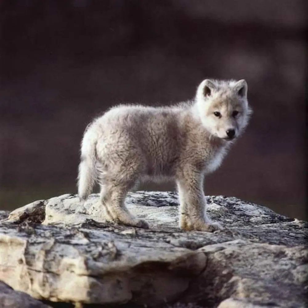 littlewolf1964.bsky.social's profile picture