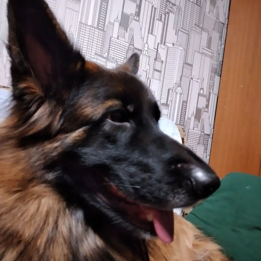 paivinomaplogi.bsky.social's profile picture