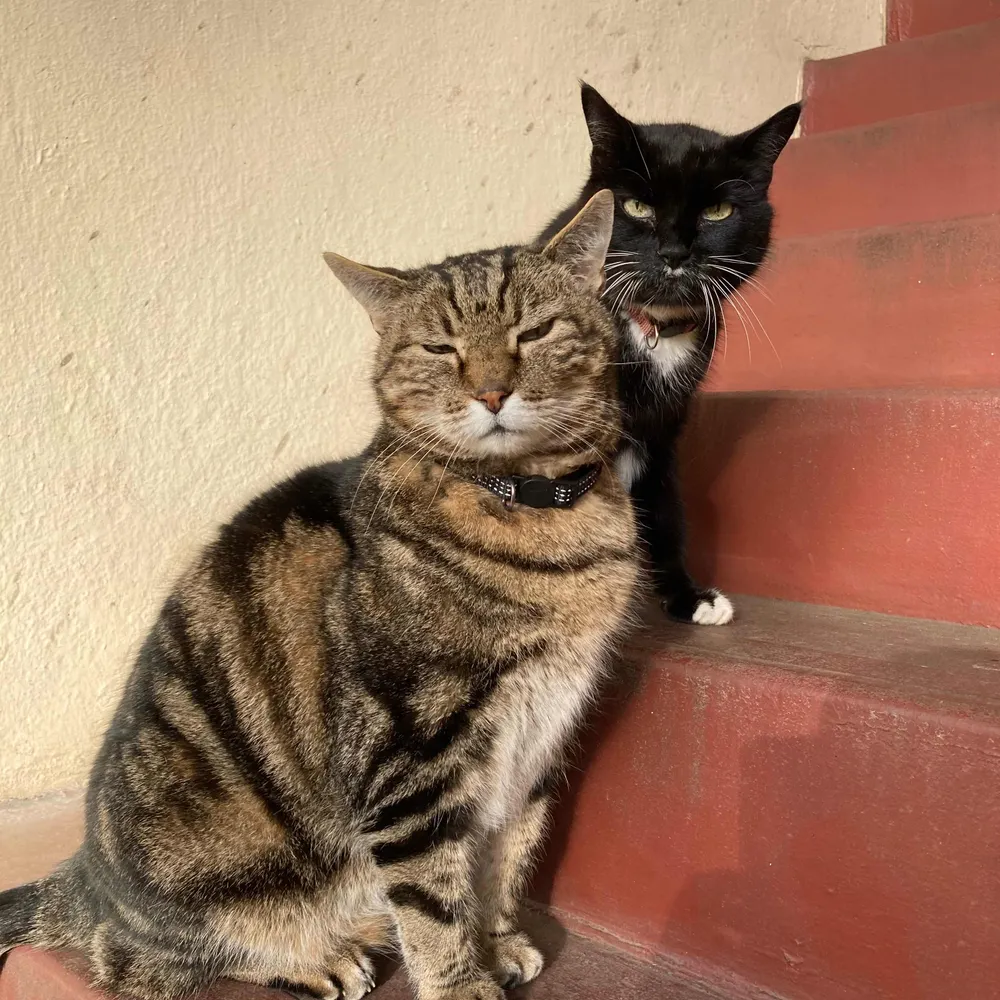 pandaquasar.bsky.social's profile picture