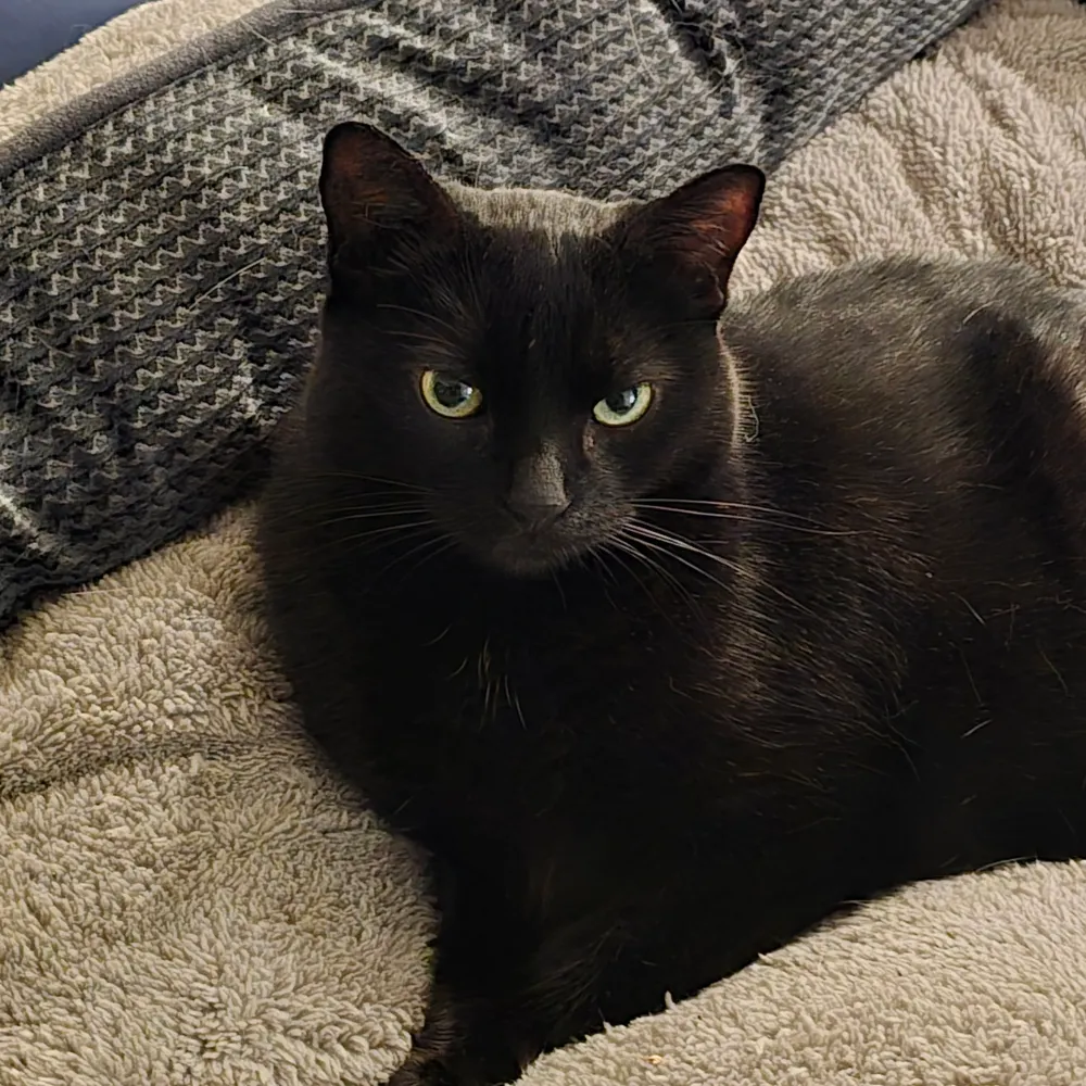 cat-father.bsky.social's profile picture