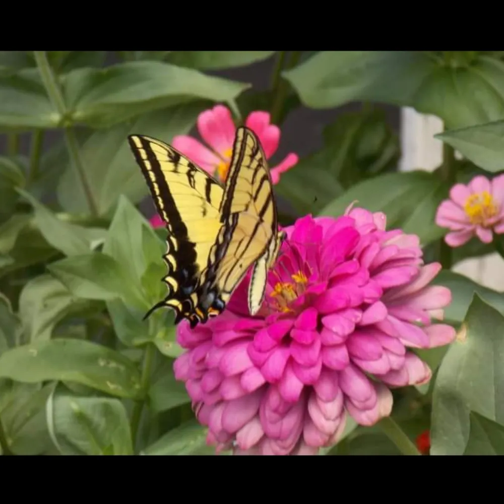 miz-angel.bsky.social's profile picture