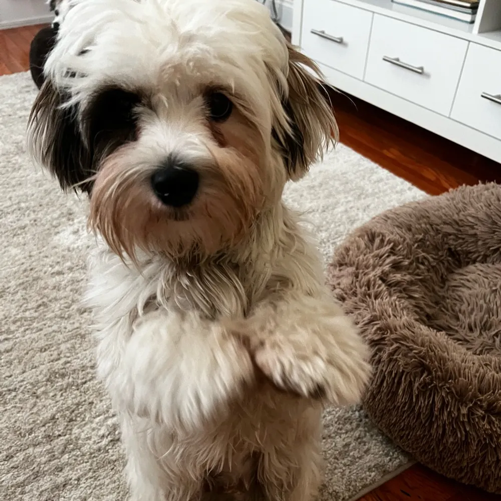 luvmy3dogs.bsky.social's profile picture