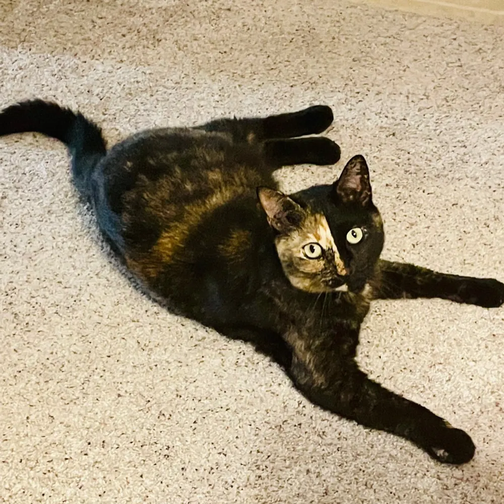 andicougevan.bsky.social's profile picture