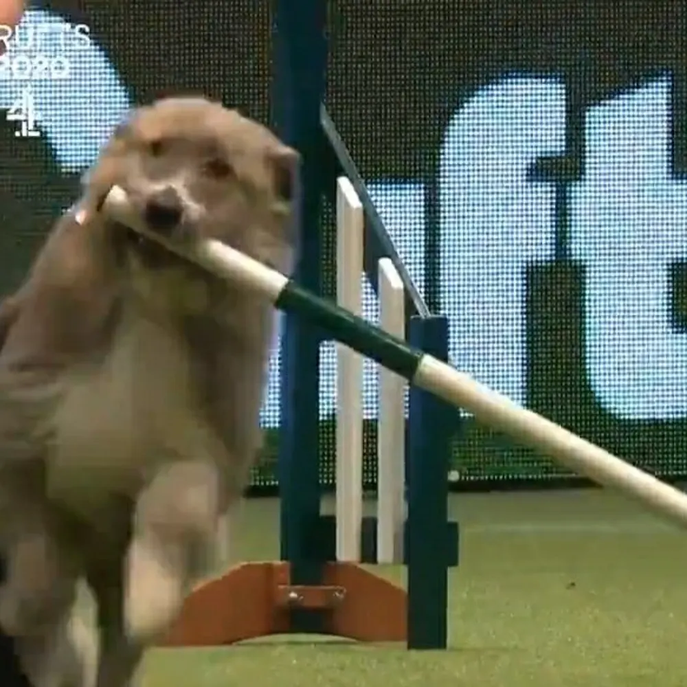 incrediblekratu.bsky.social's profile picture