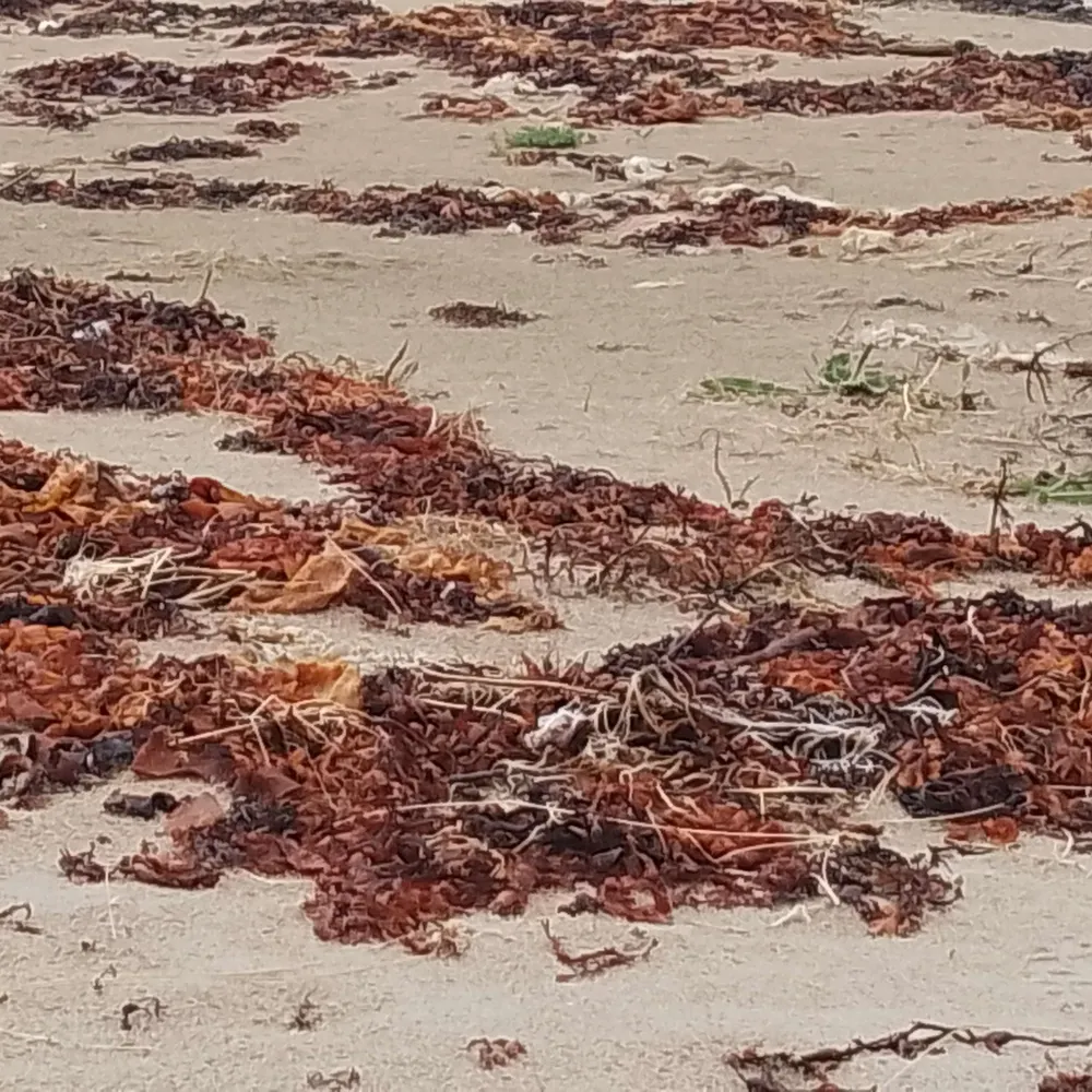 lavalamps.bsky.social's profile picture