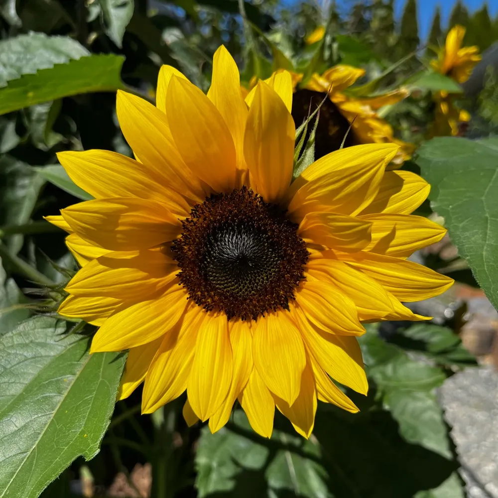 yourgranny75.bsky.social's profile picture