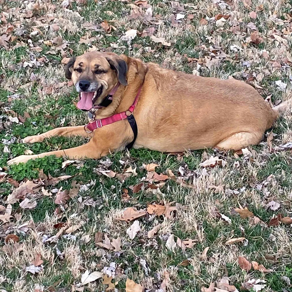 cheffy4u.bsky.social's profile picture