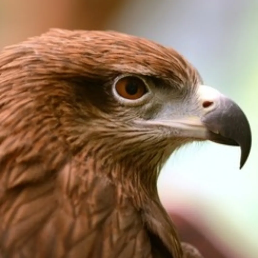 hawkbirdguy.bsky.social's profile picture