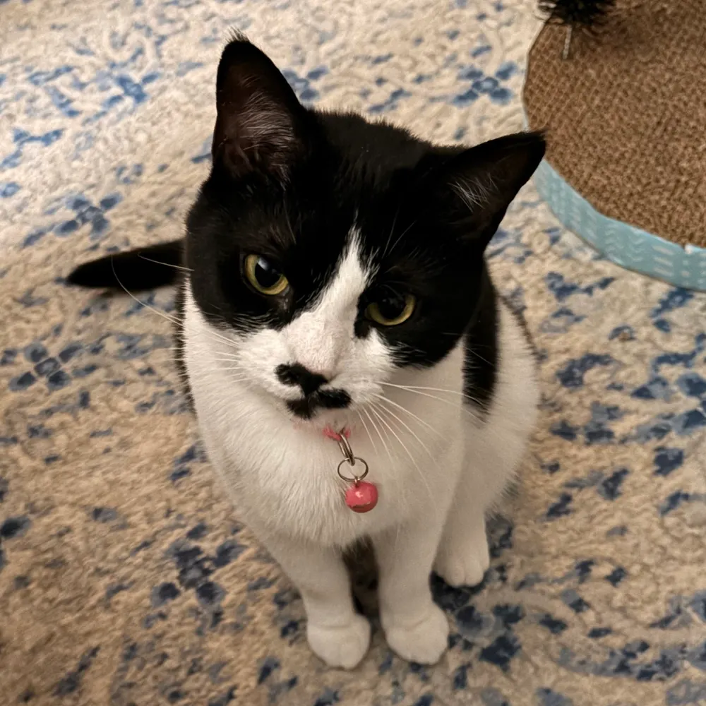 bnat4.bsky.social's profile picture