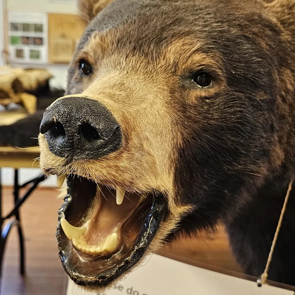 sirroboto.bsky.social's profile picture