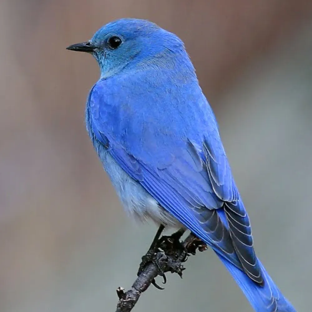 molly-bee.bsky.social's profile picture