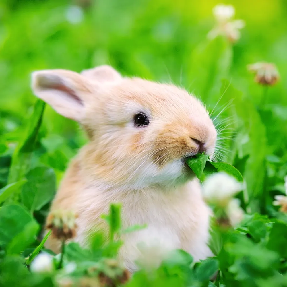 angelalys.bsky.social's profile picture