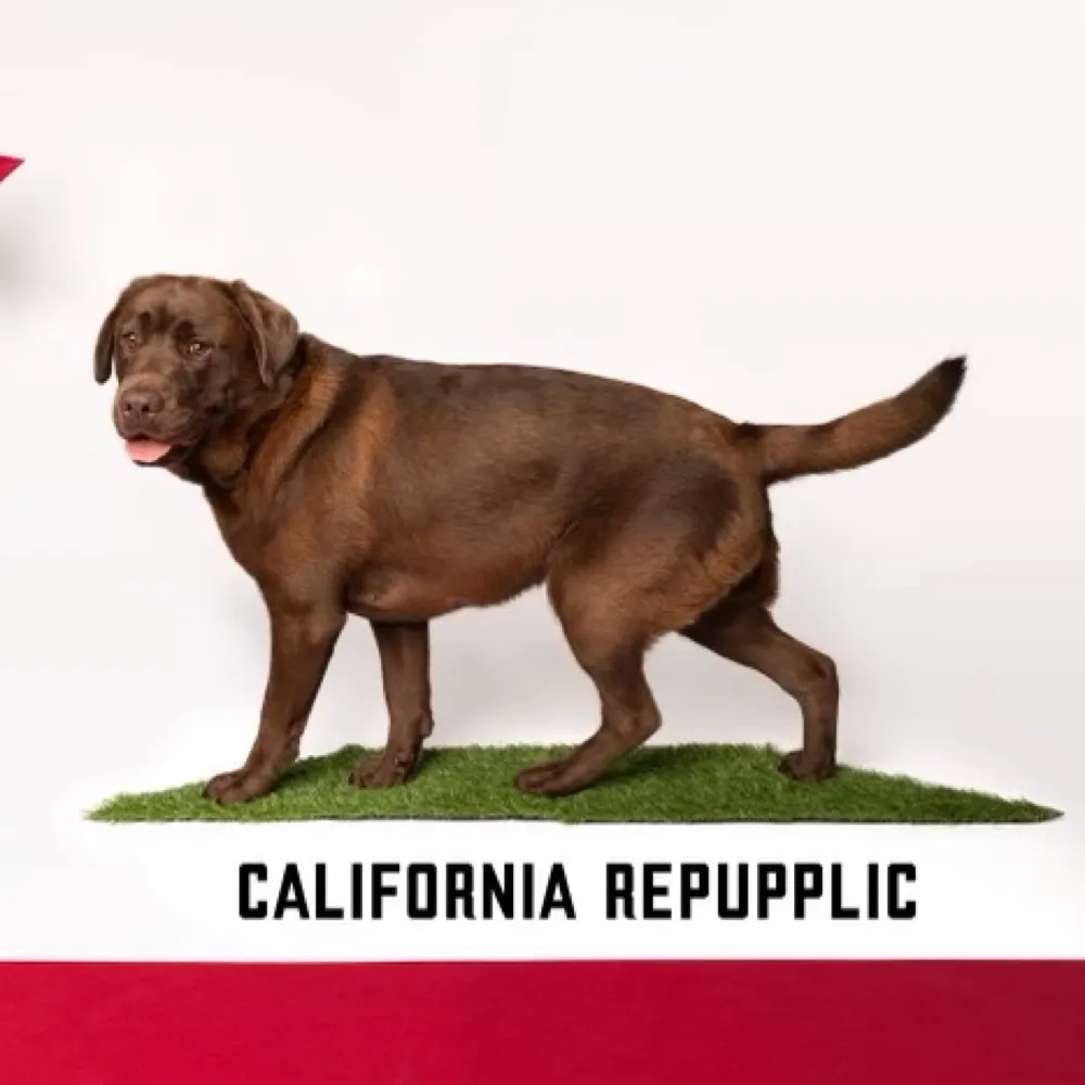 pibbycat.bsky.social's profile picture