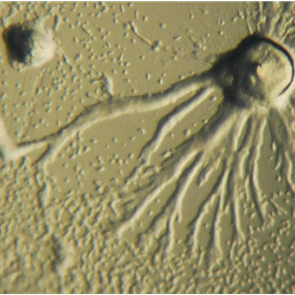 towerblockwalks.bsky.social's profile picture