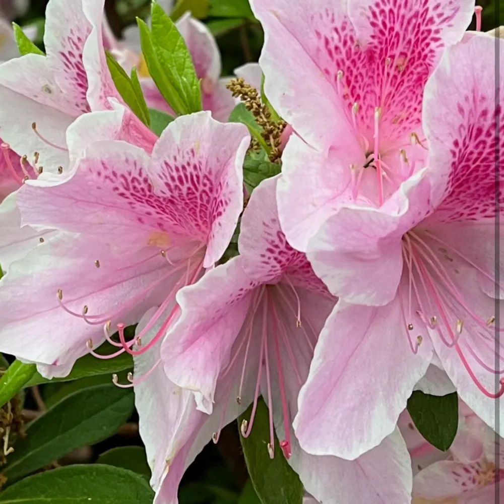 desperatefortruth.bsky.social's profile picture