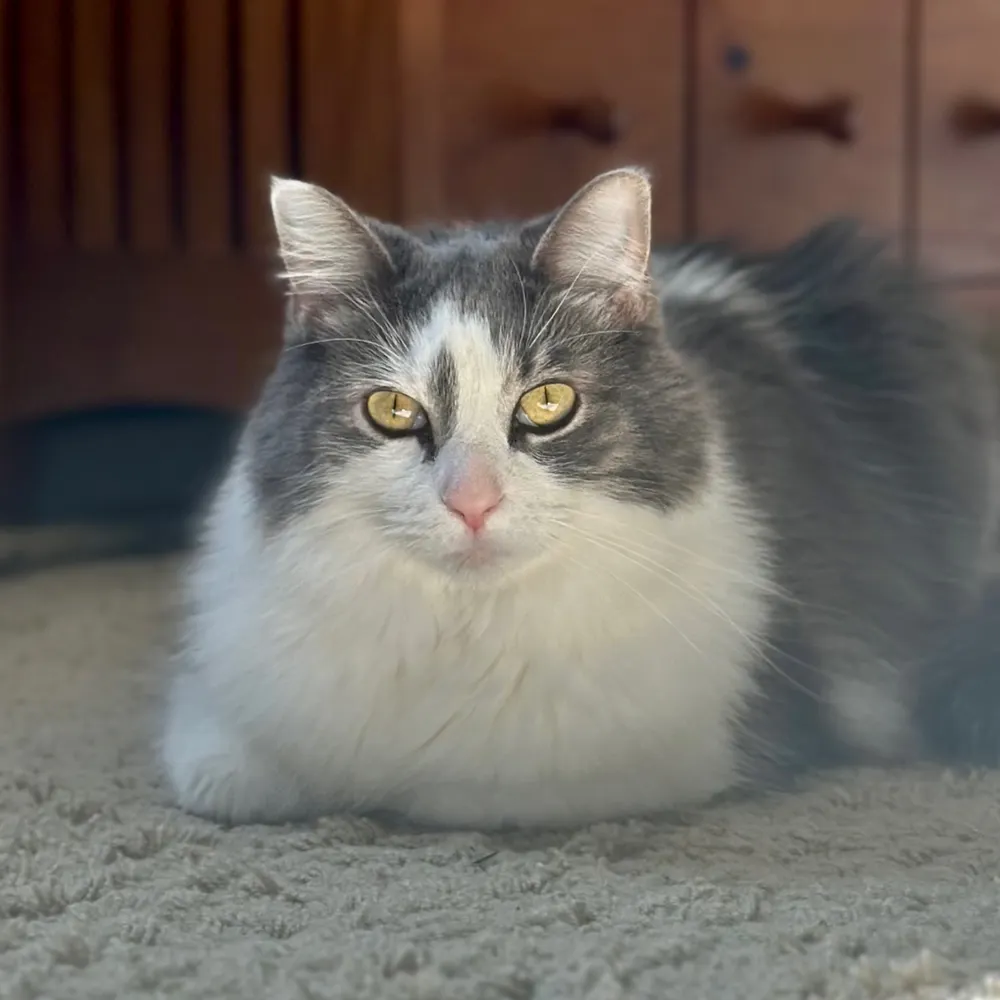 lilliathome.bsky.social's profile picture