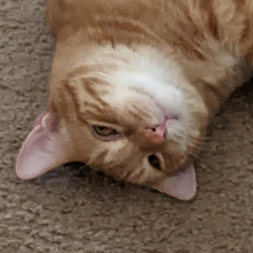 brookertjustice.bsky.social's profile picture