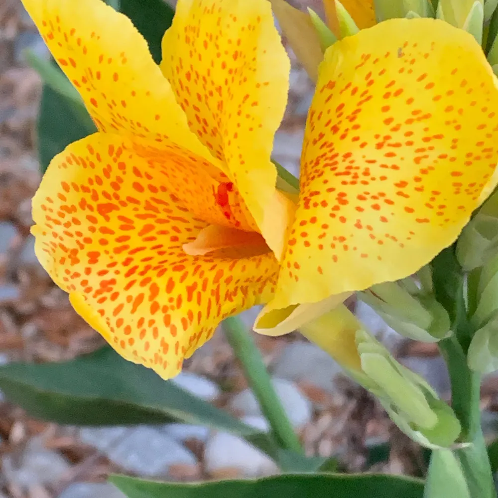 lovingart.bsky.social's profile picture