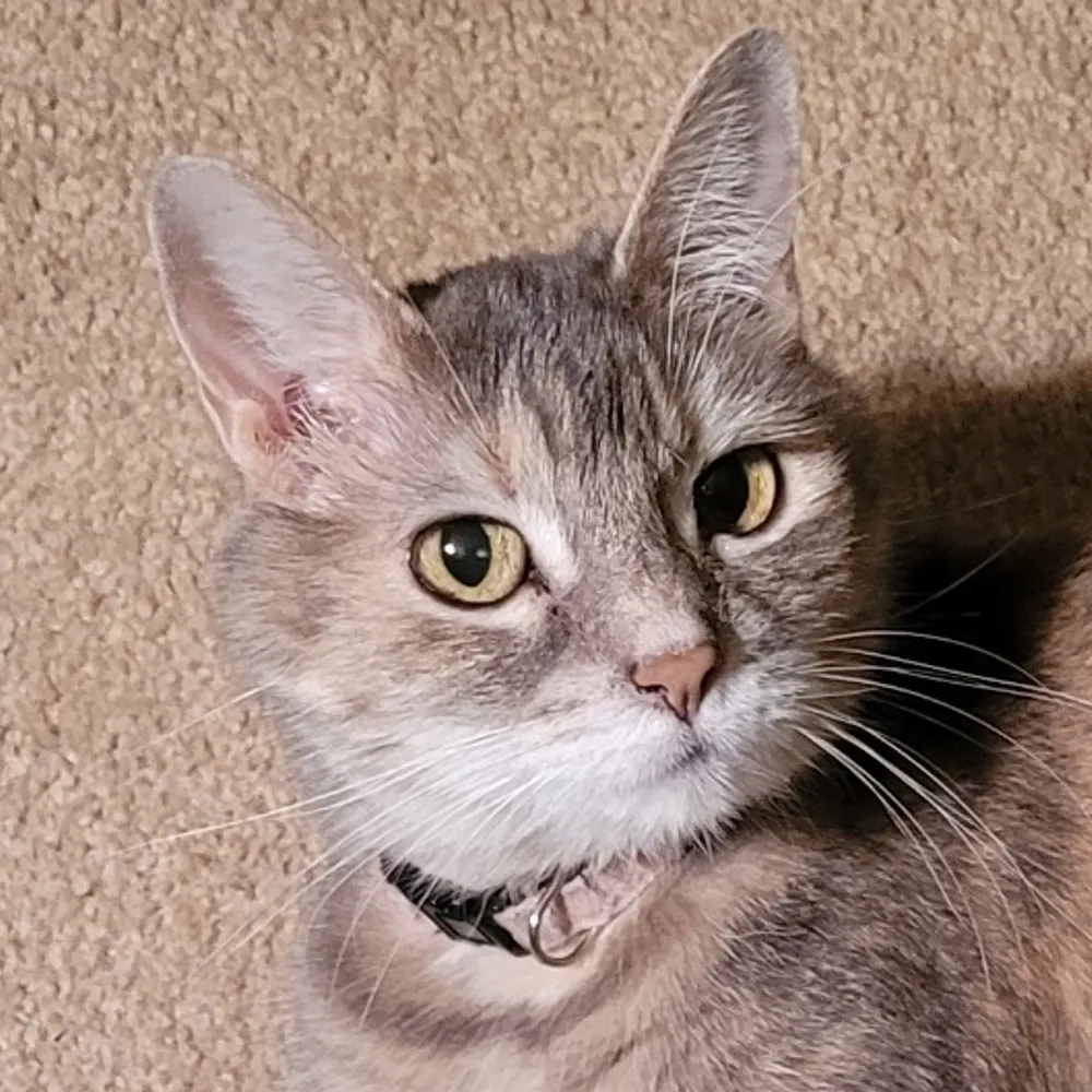 roookii.bsky.social's profile picture