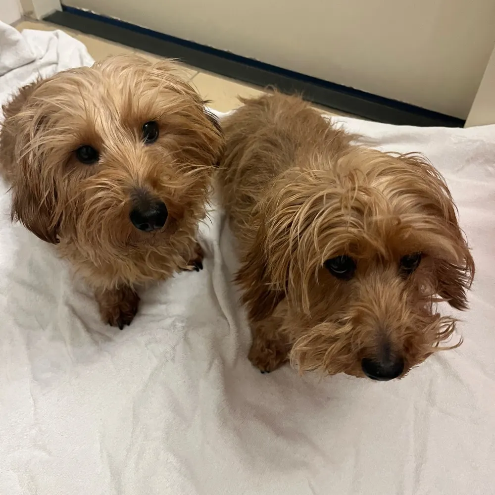 donnina.bsky.social's profile picture