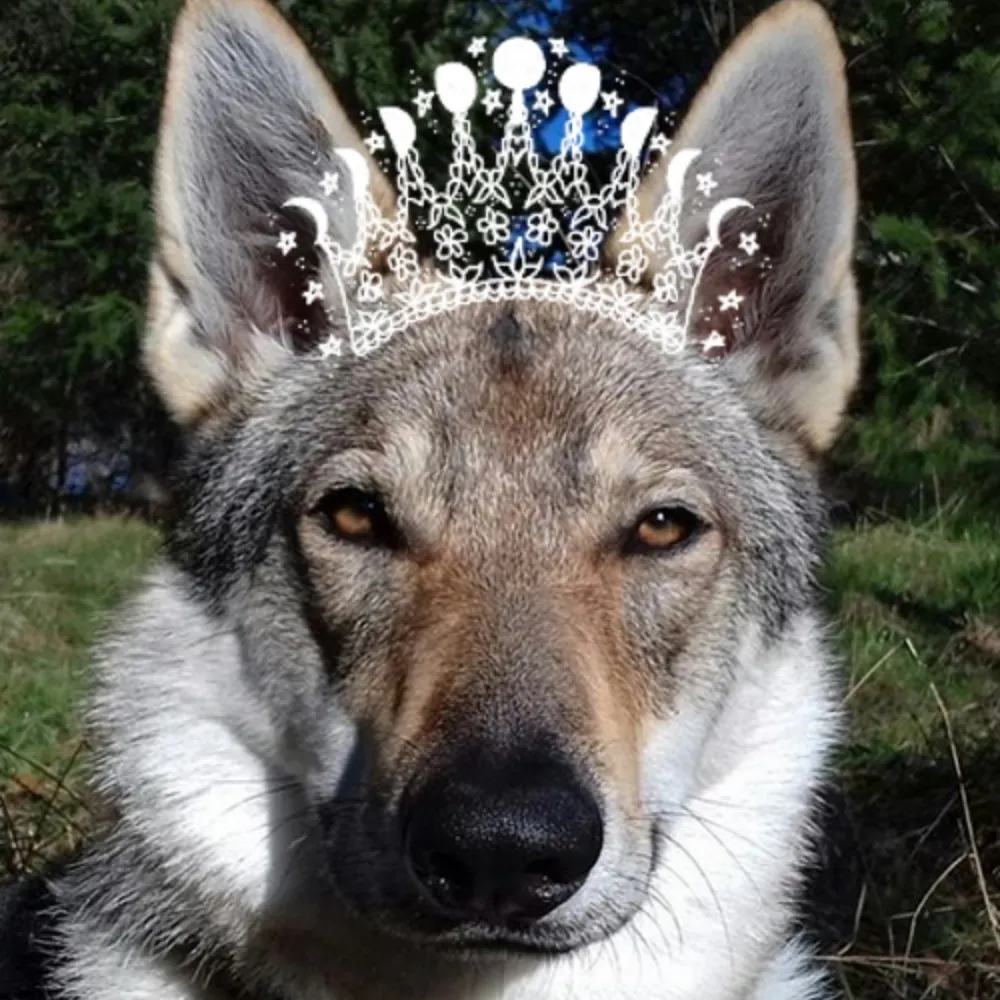 herissonrose.com's profile picture