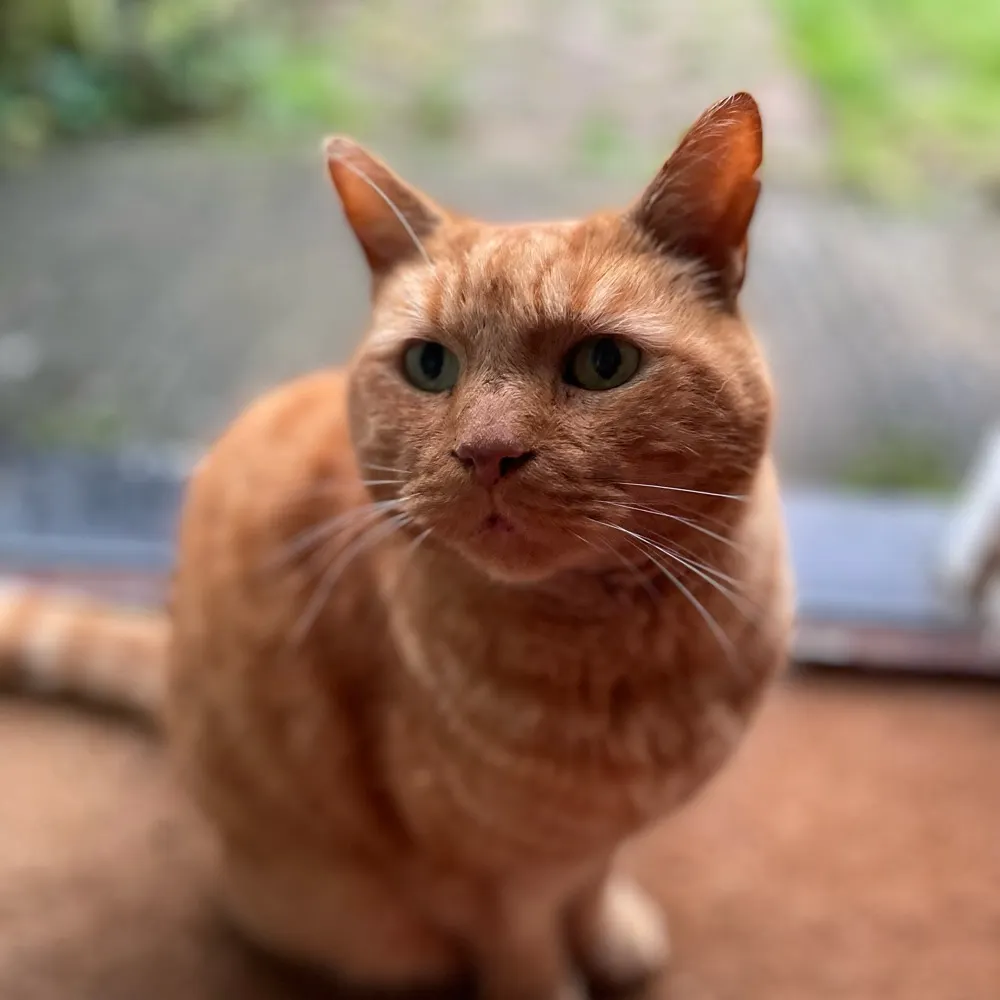 nealescott.bsky.social's profile picture