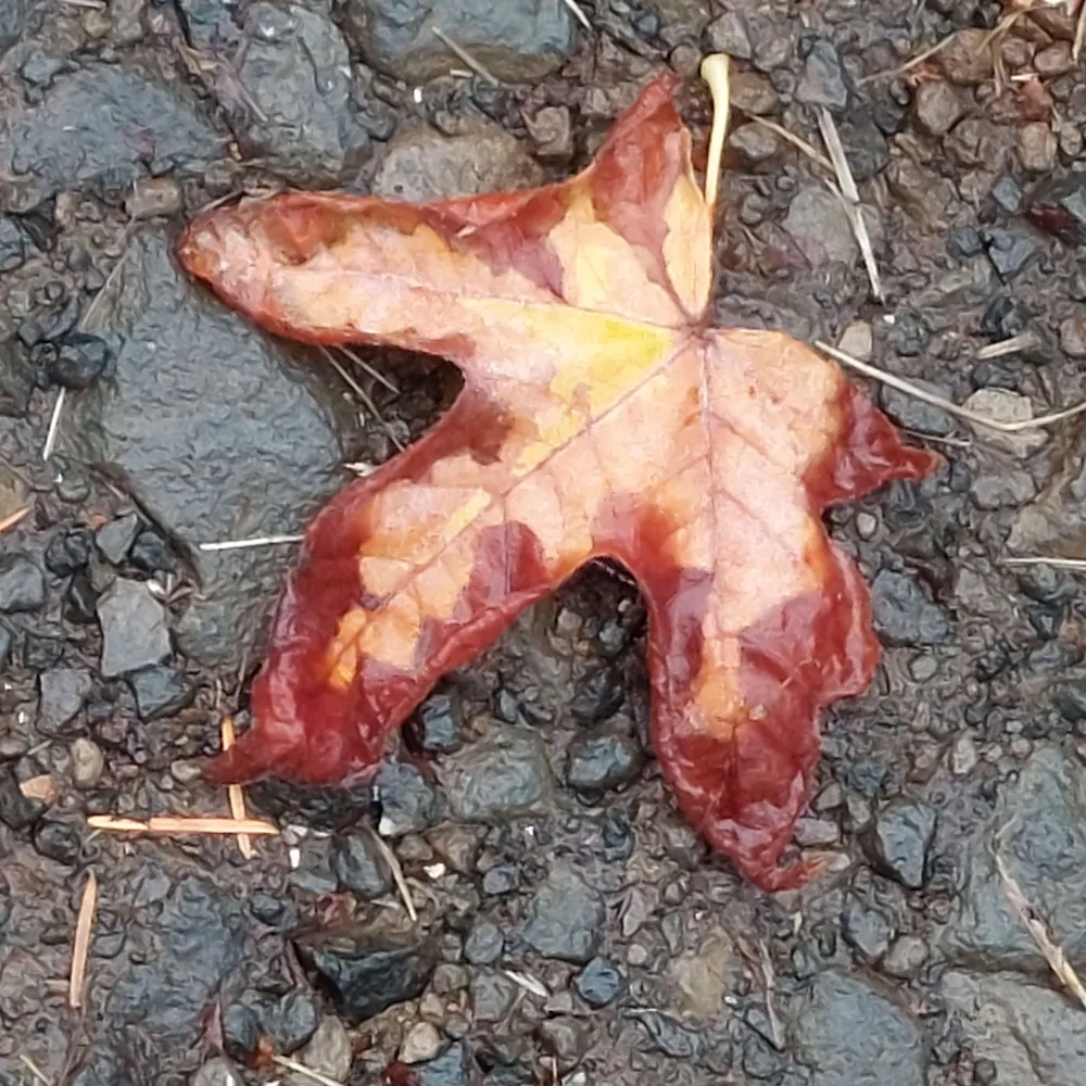 rivr0ddr.bsky.social's profile picture