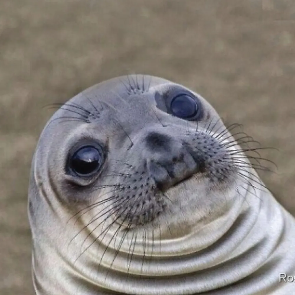 troopofechos.bsky.social's profile picture