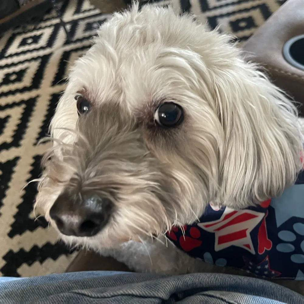 lalaisto.bsky.social's profile picture