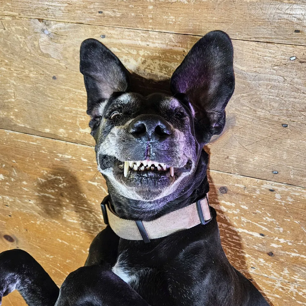 wildflower-farm.bsky.social's profile picture