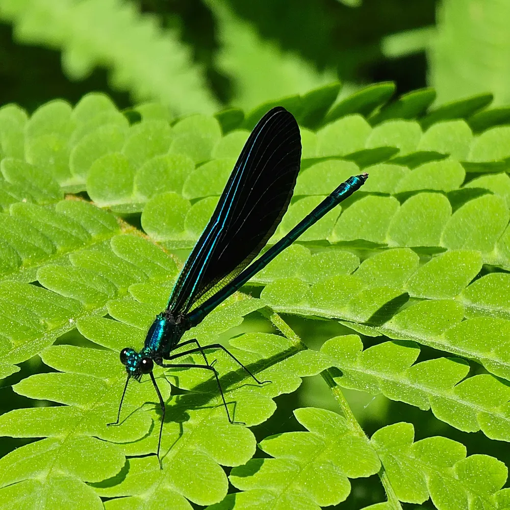 dragonflyadk.bsky.social's profile picture