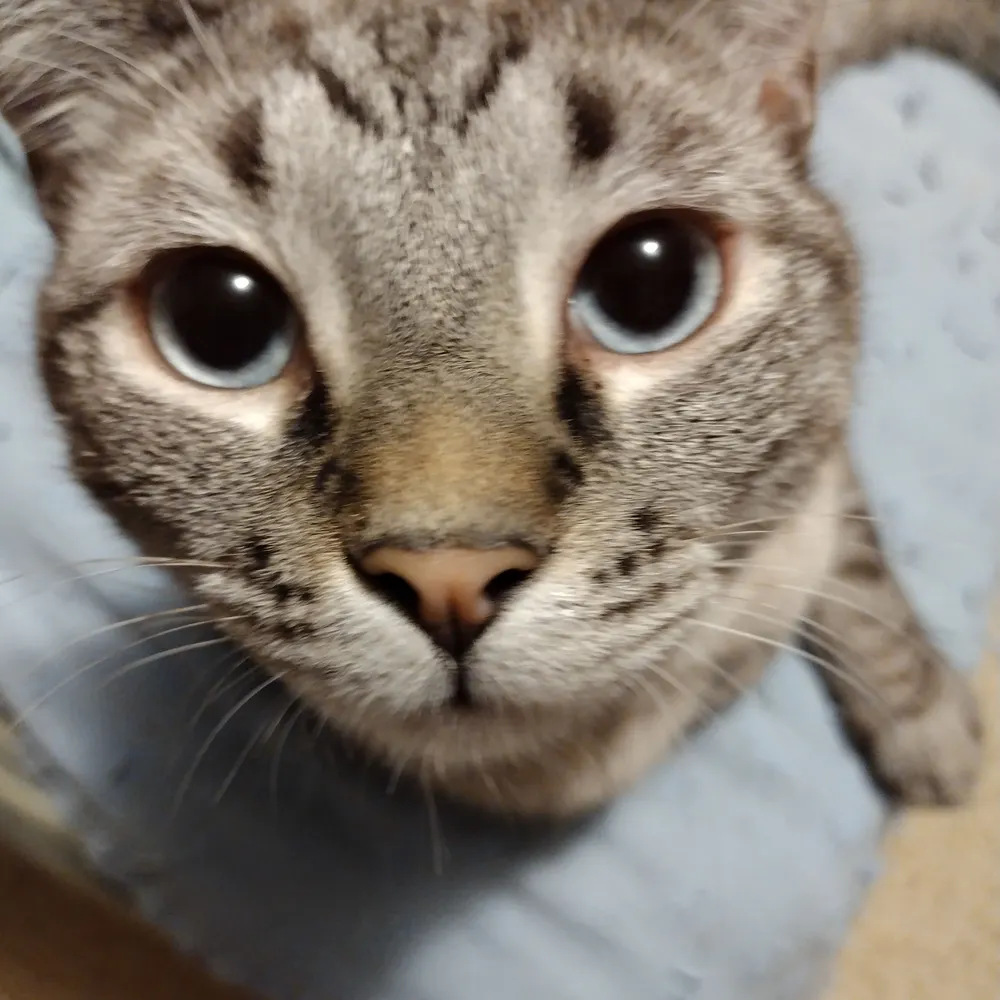 catmando1.bsky.social's profile picture