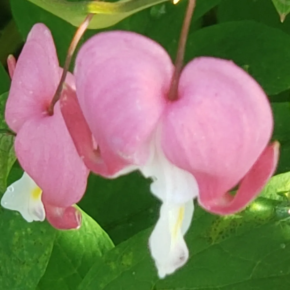 thejenosphere.bsky.social's profile picture