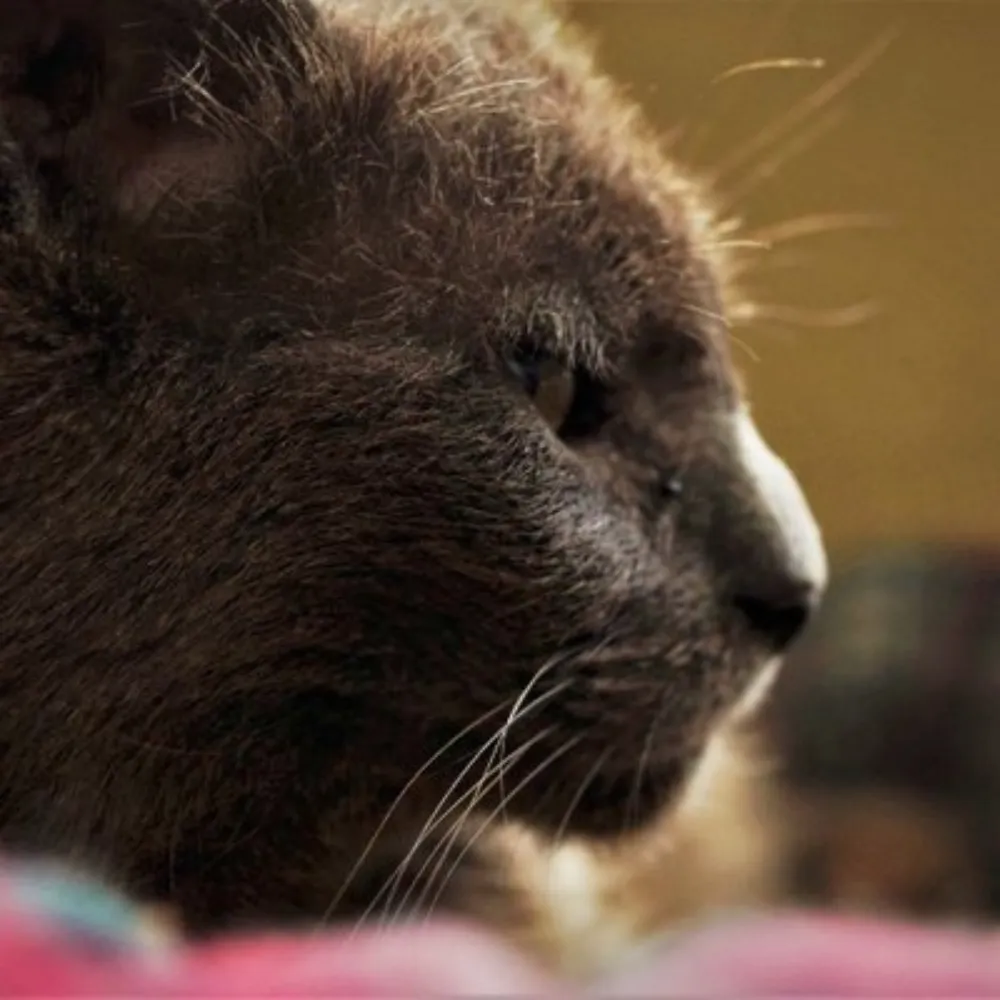 matthijs-den-daas.bsky.social's profile picture