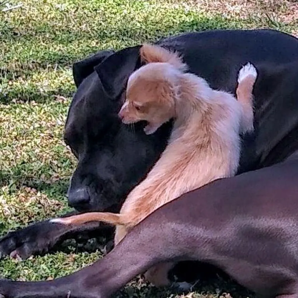 chicnlou.bsky.social's profile picture