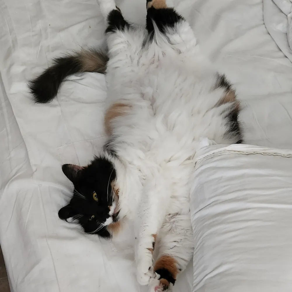 jazzycat26.bsky.social's profile picture