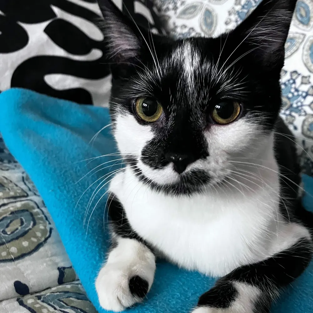 dailaoshi.bsky.social's profile picture