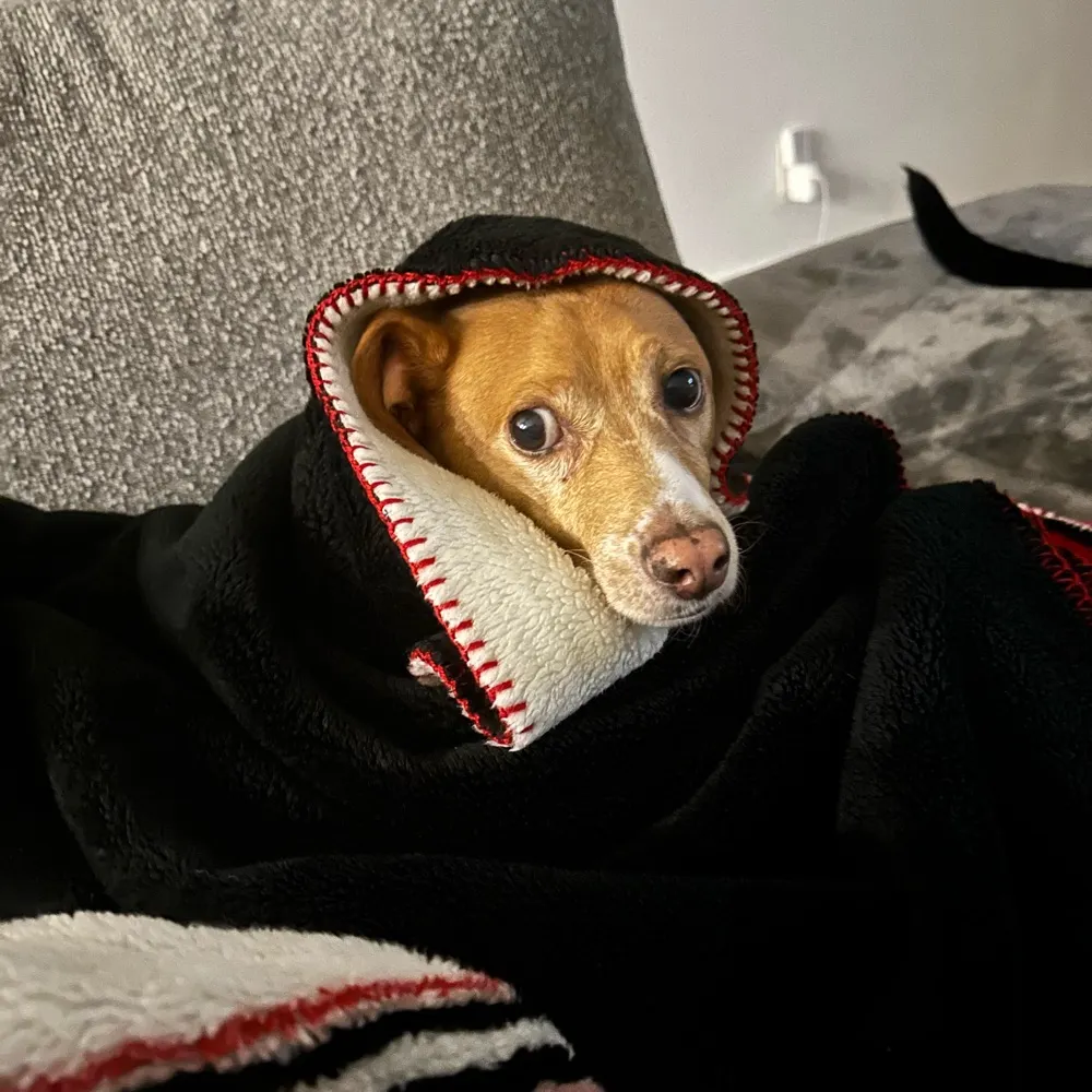 ridingatdawn.bsky.social's profile picture