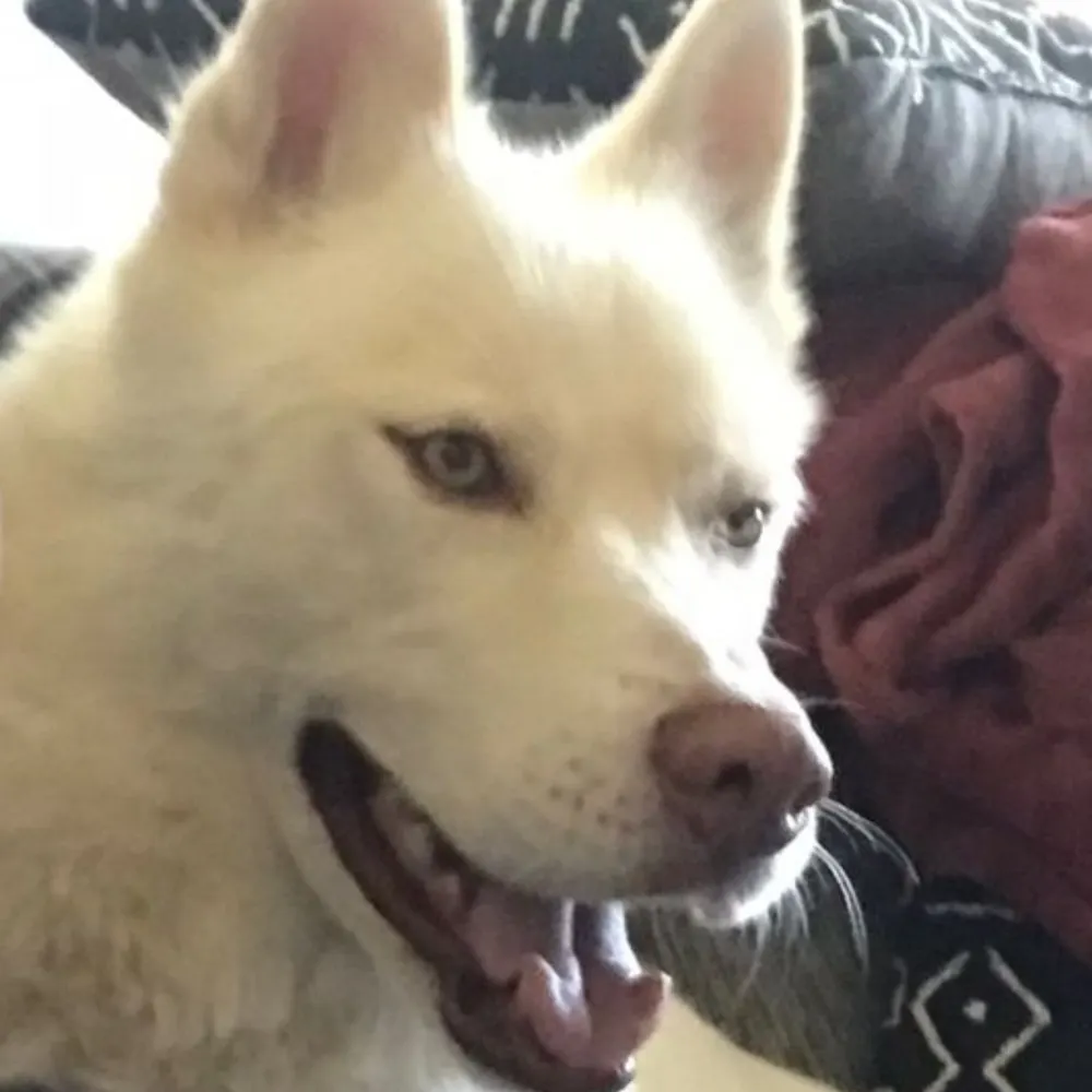 dickardo.bsky.social's profile picture