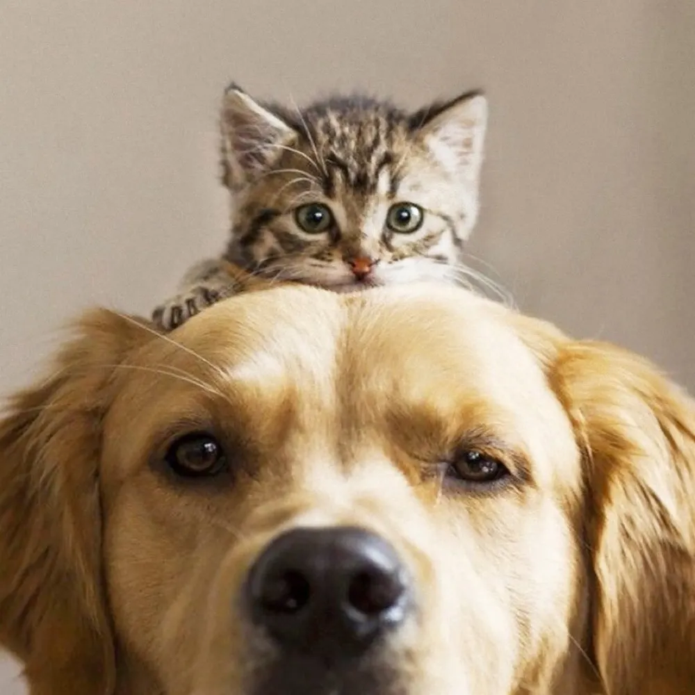 klouw.bsky.social's profile picture